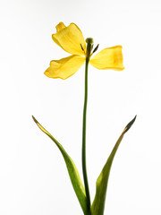 yellow tulip isolated on white background