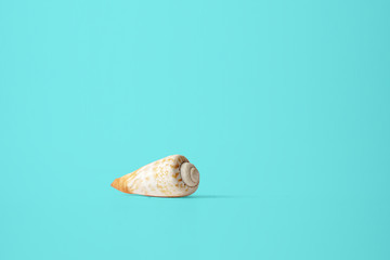 seashell on the blue background