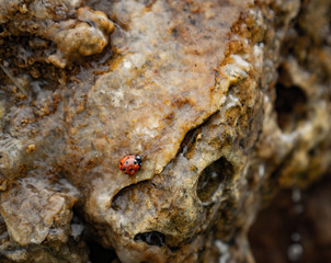 Ladybug in running water on rocks