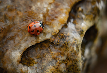 Ladybug in running water on rocks