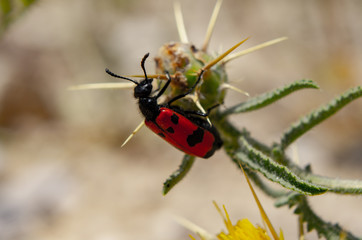 Mylabris quadripunctata