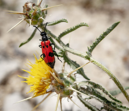 Mylabris quadripunctata