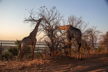 Giraffen in der Abendsonne