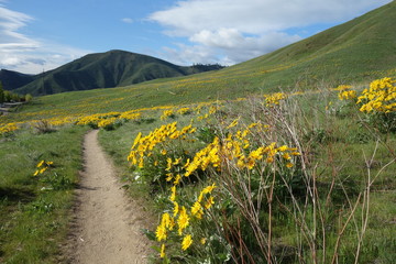 Springtime in the Pacific Northwest