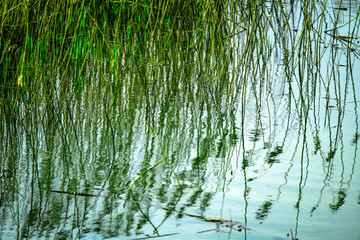 Beautiful grasses and reeds in marshland at Combe Valley, East Sussex, England