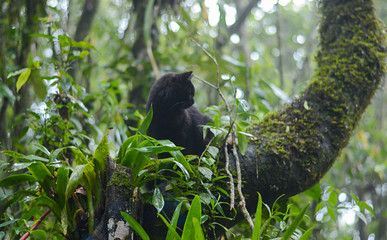 Black cat climbed on tree in the forest.