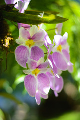 Purple, white and yellow orchids. Macro.