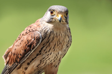 Kestrel