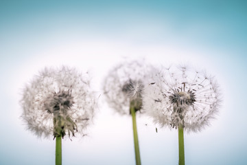 Summer background dandelions on an abstract background