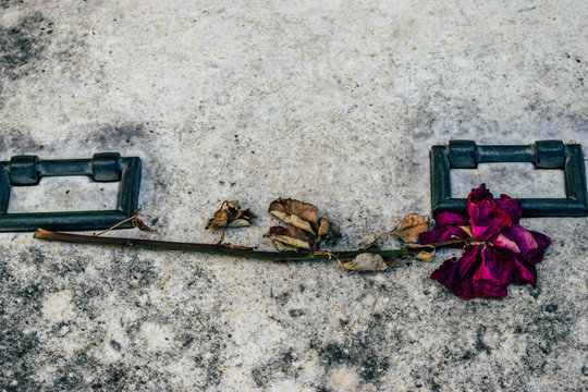 Flor sobre tumba