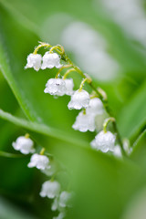 Lily of the valley.Selective focus.