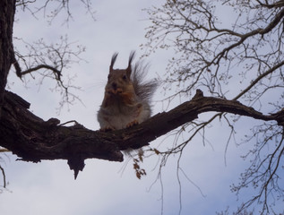 A squirrel is eating something on the tree branch on the twilight sky background, soft focus