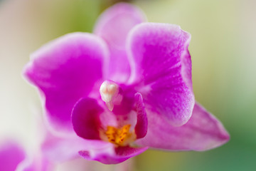 Obraz premium Orchidee Pink