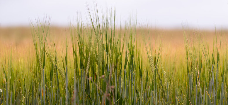 Trigo verde em crescimento