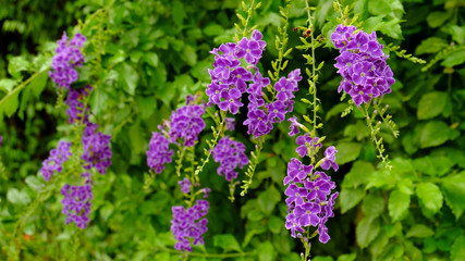 Obraz premium Small purple flowers and bees are eating sweet water. The beauty of nature