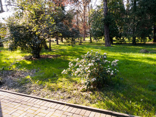 Beautiful flowers in the park and on the street..