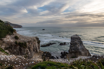 Naklejka premium gannet colony at cliff coast in new zealand