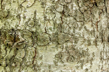 The bark of the tree in the Park is natural with a texture -summer.