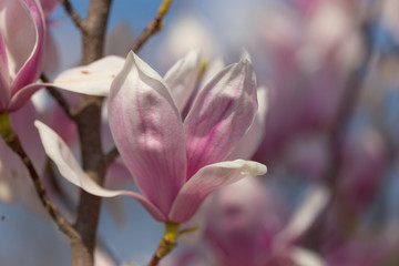 Magnolie Blüte im Frühjahr