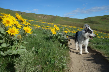 Hiking in the Pacific Northwest