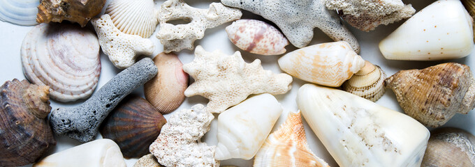 Seashells on white background