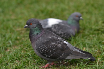 City pigeons