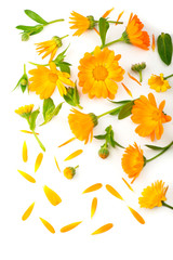 Fototapeta na wymiar Calendula. Marigold flower isolated on white background