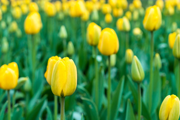 Fototapeta premium Yellow tulips on a flowerbed of city park.