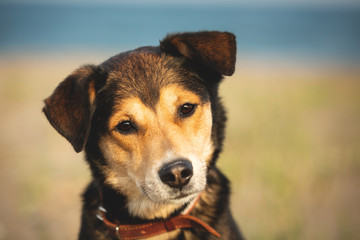 Cute and beautiful brown mongrel dog at seaside