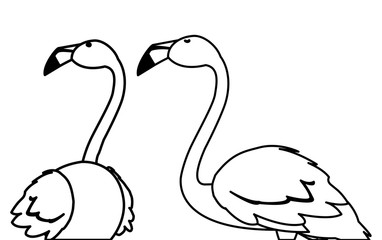 exotic flemish couple birds with different poses