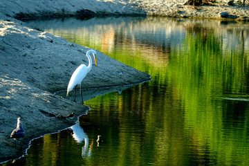 Mexico South Pacific Birds