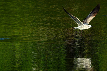 Mexico South Pacific Birds