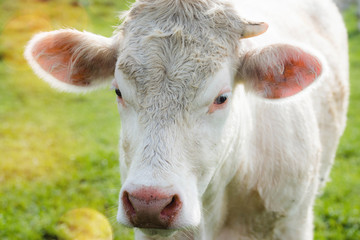joli veau charolais en p&acirc;ture