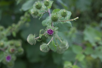 Eine blühende lilafarbene Distel