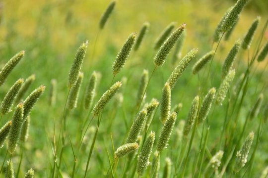 Campo sembrado de alpiste, Phalaris canariensis 