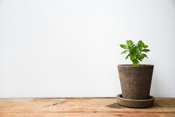 Small Plant on Wood Shelf With White Background