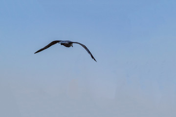 Seagull flying away wings spread on blue sky background from behind