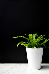 Fototapeta premium Small Plant on Marble Shelf With Black Background