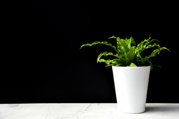 Small Plant on Marble Shelf With Black Background