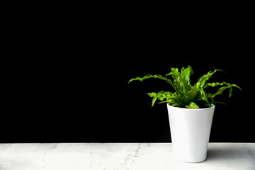 Small Plant on Marble Shelf With Black Background