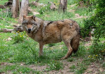 Portrait of a wolf in the nature