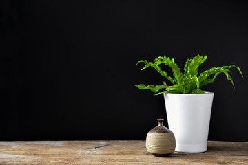 Fototapeta na wymiar Small Plant and Vase on Wood Shelf With Black Background