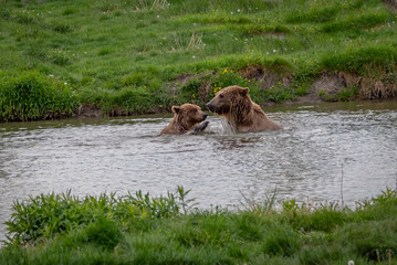 Fototapeta premium Picture of a bear in the nature 
