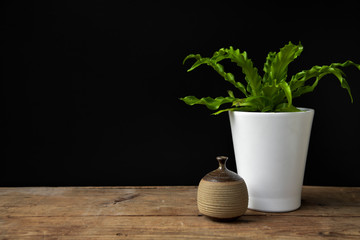 Small Plant and Vase on Wood Shelf With Black Background