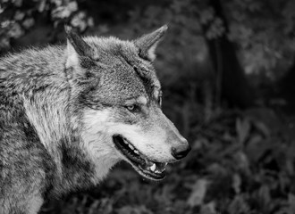 Black and white portrait of a wolf in the nature