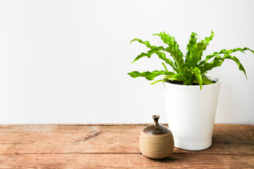 Small Plant and Vase on Wood Shelf With White Background