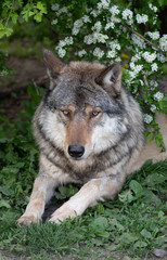 Naklejka na ściany i meble Portrait of a wolf in the nature