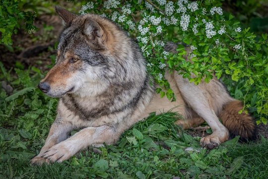 Portrait of a wolf in the nature