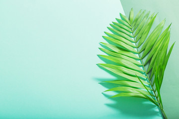 palm leaves on paper background