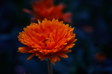 Orange Yellos Calendula in the garden - Ringelblumen